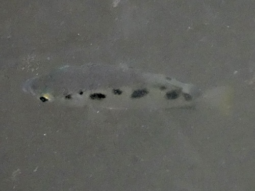 Spotted Archerfish