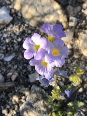 Phacelia fremontii