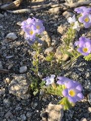 Phacelia fremontii