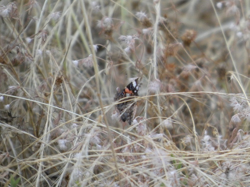 Red Admiral
