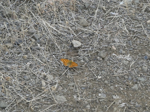 Queen of Spain Fritillary
