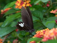 Papilio nephelus chaonulus