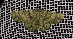 Aeolochroma hypochromaria