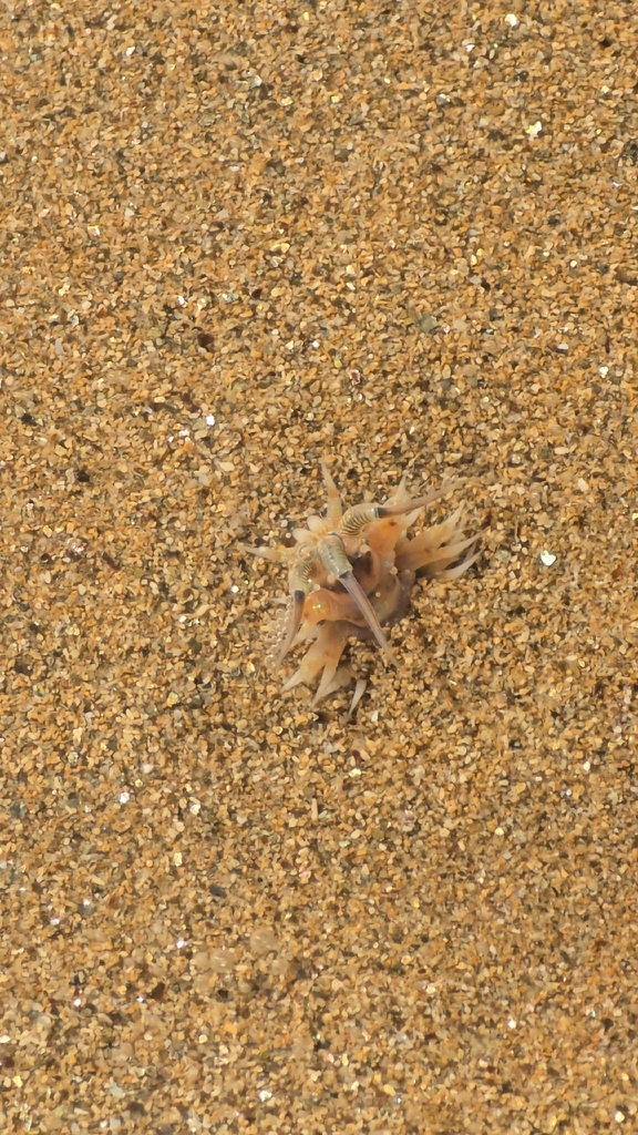 Australonuphis casamiquelorum