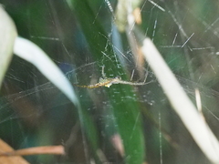 Cyrtophora cylindroides