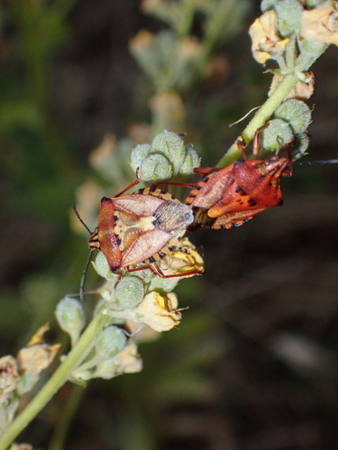 Red Shield Bug