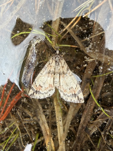 iNaturalist observation photo of Hydriomena