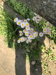 Erigeron philadelphicus