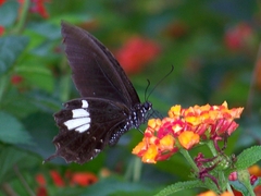 Papilio nephelus chaonulus
