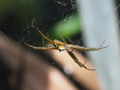 Cyrtophora cylindroides