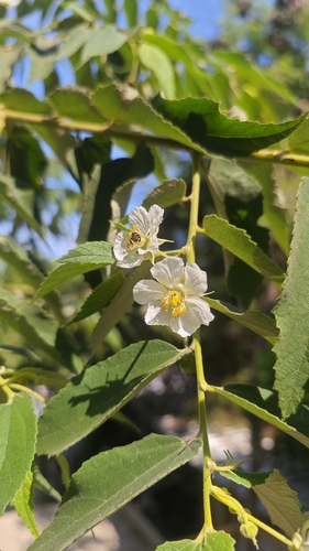 Capulín (Muntingia calabura)