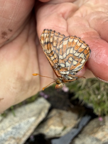 iNaturalist observation photo of Edith's Checkerspot