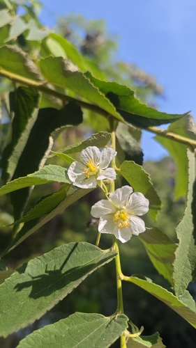 Capulín (Muntingia calabura)