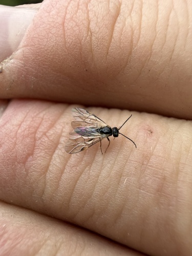 iNaturalist observation photo of Typical Sawflies