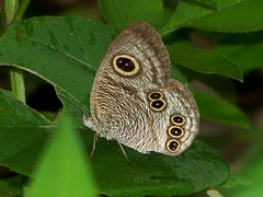 Ypthima formosana