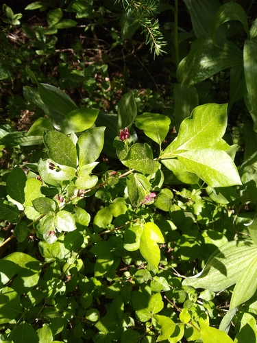 Lonicera conjugialis, photograph 2
