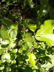 Lonicera conjugialis, photograph author not stated, no rights reserved