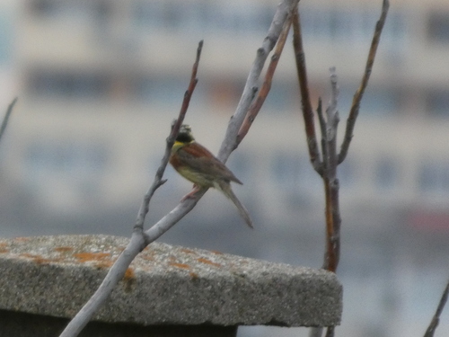 Cirl Bunting