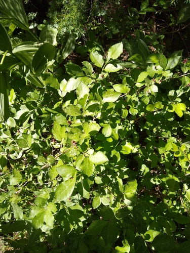 Lonicera conjugialis, photograph 4