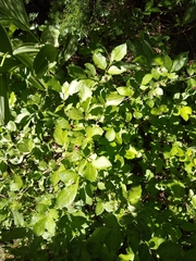 Lonicera conjugialis, photograph author not stated, no rights reserved