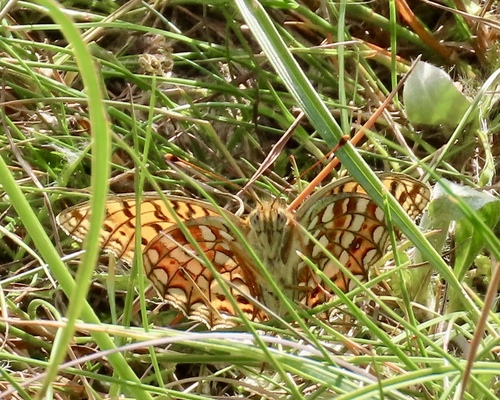 Niobe fritillary