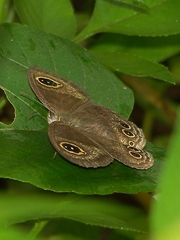 Ypthima formosana