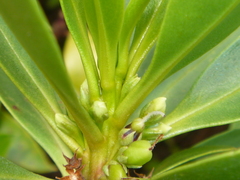 Myoporum aff insulare × laetum