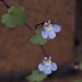 Cymbalaria muralis muralis - Photo (c) kalimata, some rights reserved (CC BY-NC), uploaded by kalimata