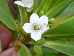 Myoporum aff insulare × laetum