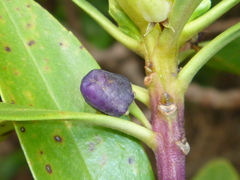 Myoporum aff insulare × laetum