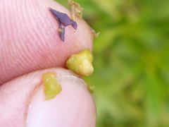 Myoporum aff insulare × laetum