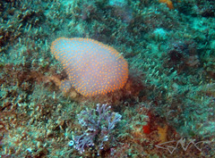 Polycitor giganteus