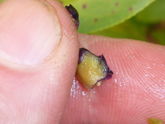 Myoporum aff insulare × laetum