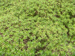 Myoporum aff insulare × laetum