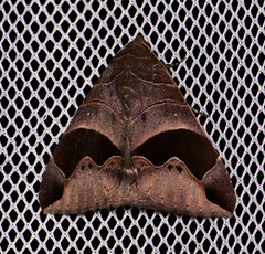 Bastilla solomonensis