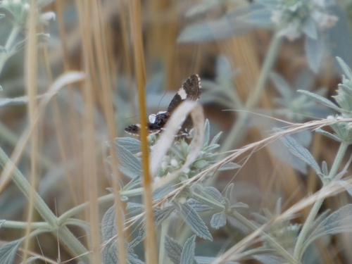 Four-spotted Moth