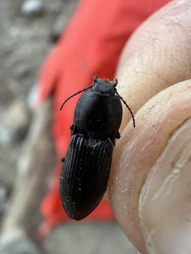 iNaturalist observation photo of Click Beetles
