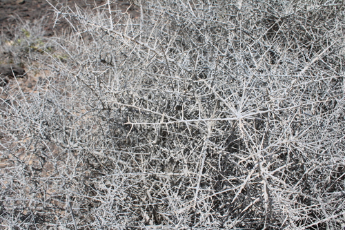 Lycium intricatum, photograph 5
