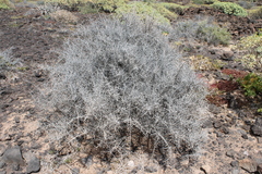 Lycium intricatum, photograph (c) Lídia Carrera, some rights reserved (CC BY)