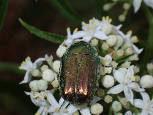 European Rose Chafer