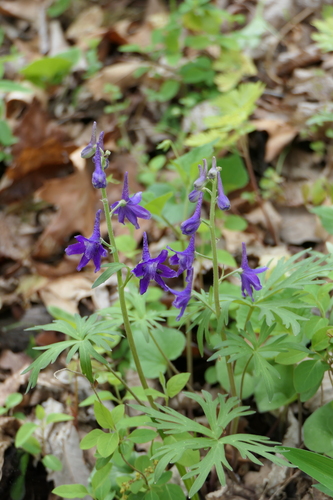 Delphinium tricorne, photograph 5
