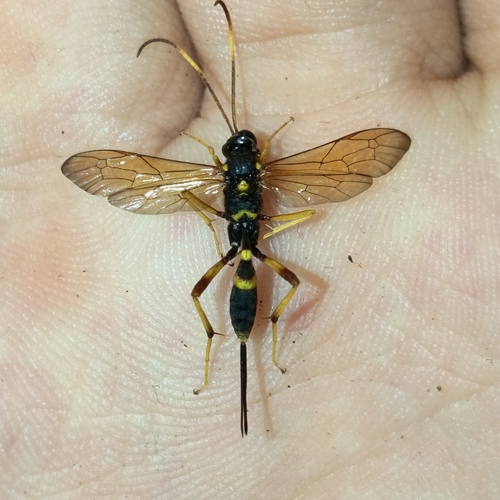 Acroricnus seductor