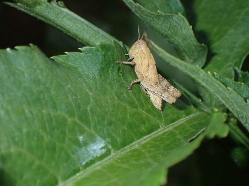 Common Maquis Grasshopper