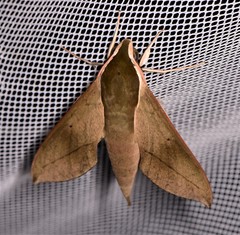 Theretra indistincta