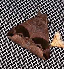 Bastilla solomonensis