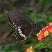 Papilio polytes cyrus - Photo (c) Frank Model, some rights reserved (CC BY-NC), uploaded by Frank Model