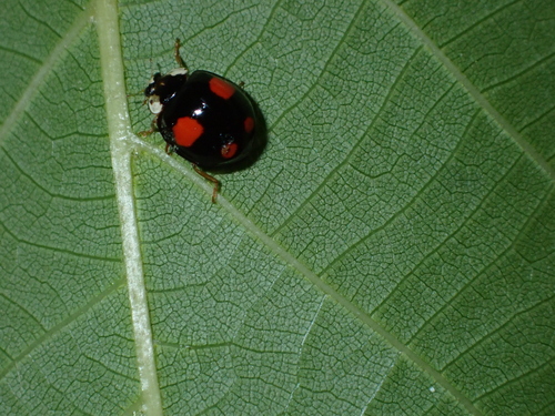 Asian Lady Beetle