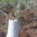 Pinzón Lava Lizard - Photo (c) mario_mairal, some rights reserved (CC BY-NC-ND), uploaded by mario_mairal