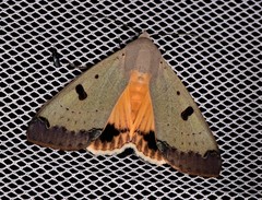 Ophiusa parcemacula
