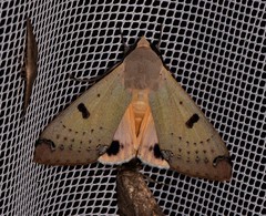 Ophiusa parcemacula